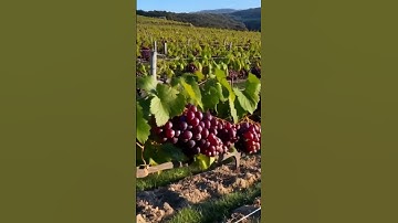 The Hidden Wonders of Grapes 10 #grapevine #wine #grapeharvest #fruit #grapegrowing #farming #grape