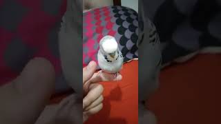 my bird saying his name Oreo, I love you and gives a kiss on my thumb
