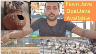 Fawn Java opal Java white Silver gray JAVA Sparrow Quality Chicks Dastiyab Hai |Java Breeding Setup