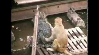 Railway track monkey rescue : animal heroics!