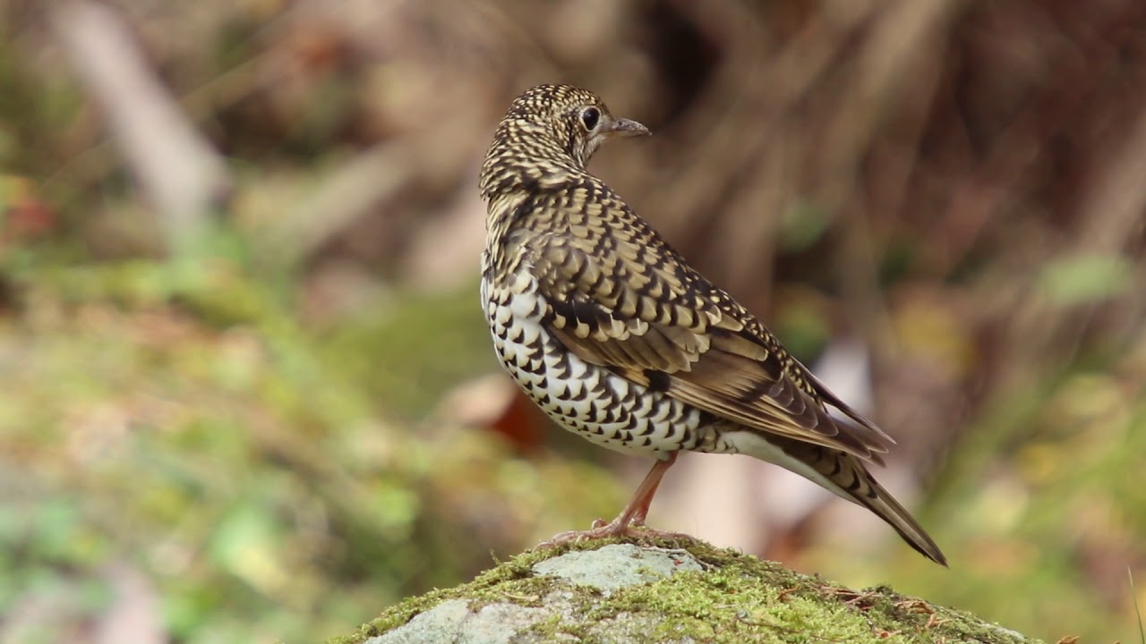 お立ち台のトラツグミ(White's Ground Thrush )Ⅱ 