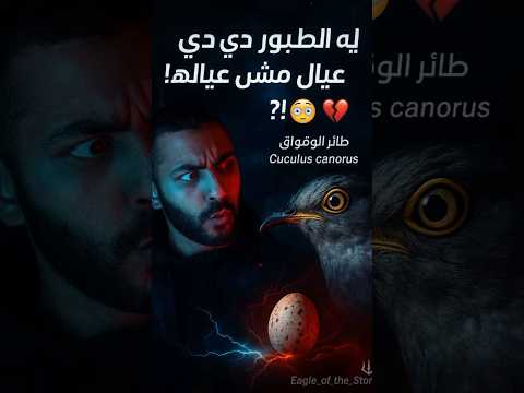 ليه الطيور دي بترب ي عيال مش عيالها