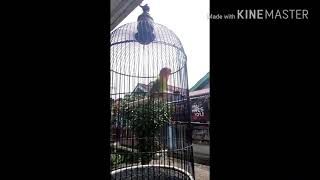 konslet burung lb paud pinter ber nyanyi