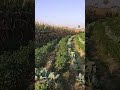 #kishan #farming #vallage #nature