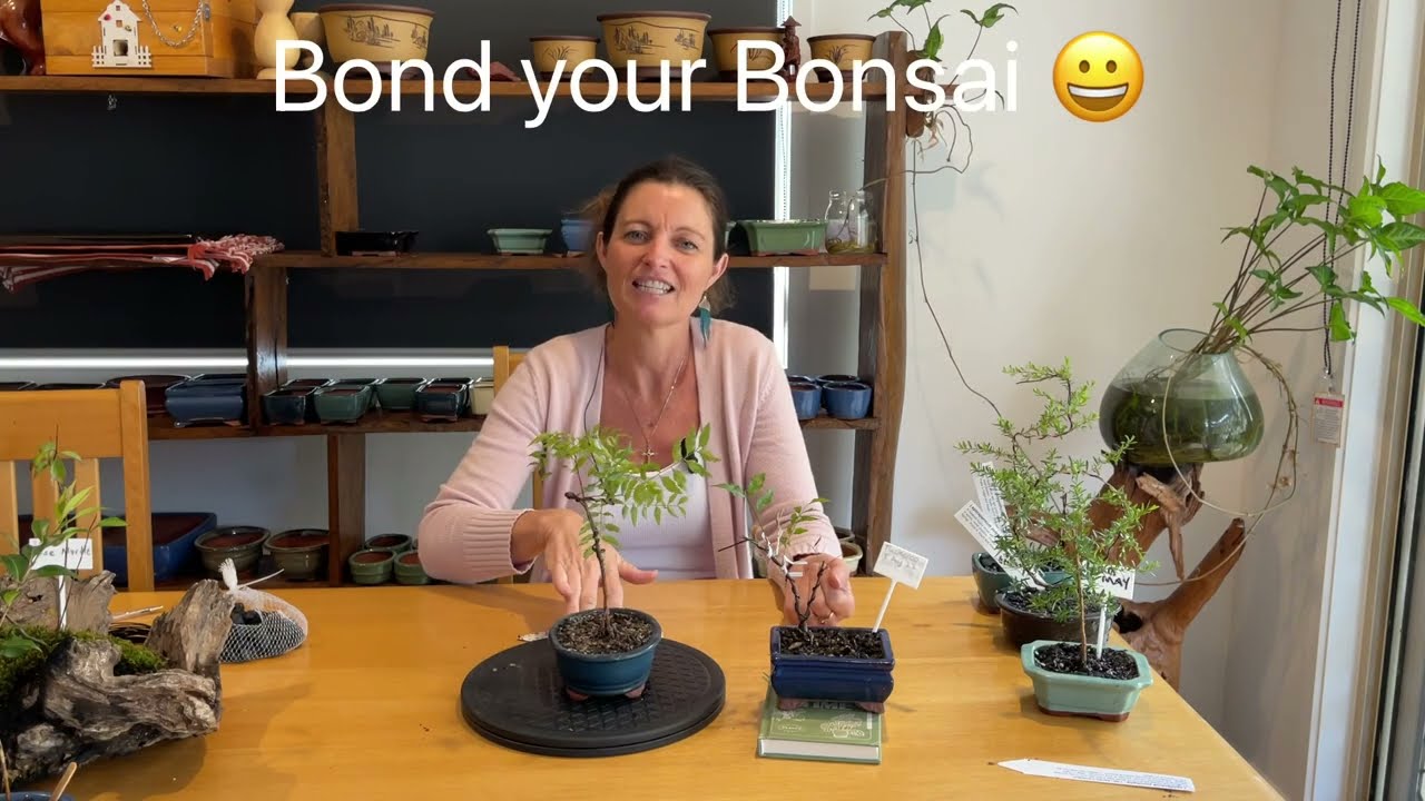 How to look after your fine leaved Tuckeroo Bonsai by JAX and ROSE BONSAI
