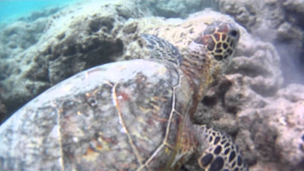 Turtle Gopro Free Diving with a Big Green Sea Turtle (GOPRO) - YouTube