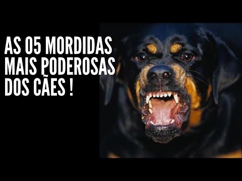 Vídeo: Alimentando Cães Com Hiperlipidemia - Alimentando O Cachorro Que Tem Colesterol Alto