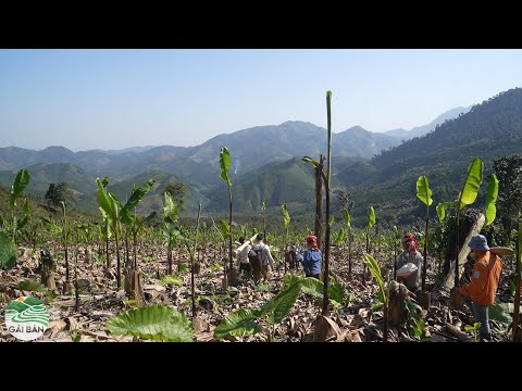 Video Cầu Hạnh Phúc ( T 97 )| Cả bản lên rừng già tìm món ăn... - youtube