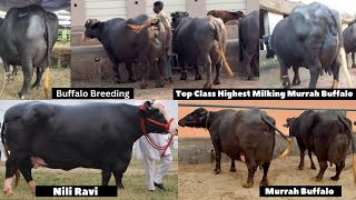 World Top Nili Ravi Buffalo | Most Expensive Buffalo in the world | Full Milking Super Nili Ravi