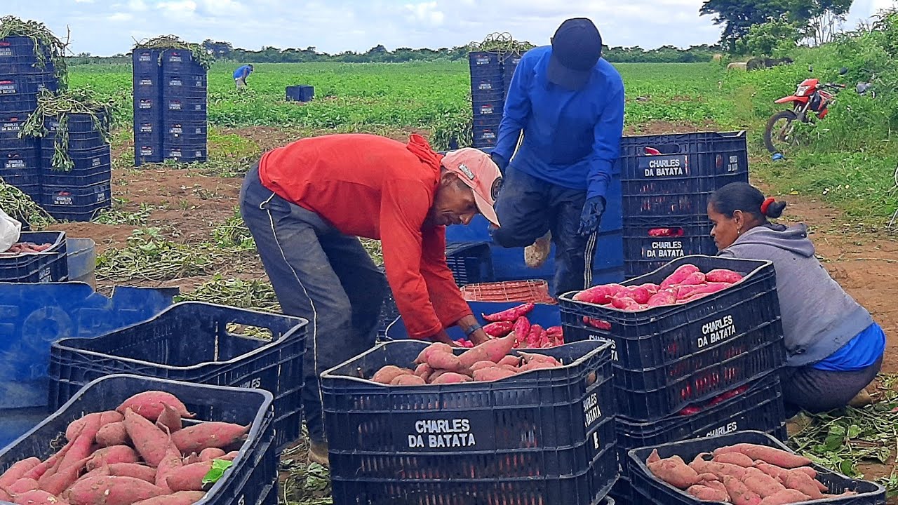 UMA GRANDE COLHEITA DE BATATA DOCE NA CARNAUBA 2 EM SÃO BENEDITO CEARÁ, DO SR. EIMAR EM 22/05/24