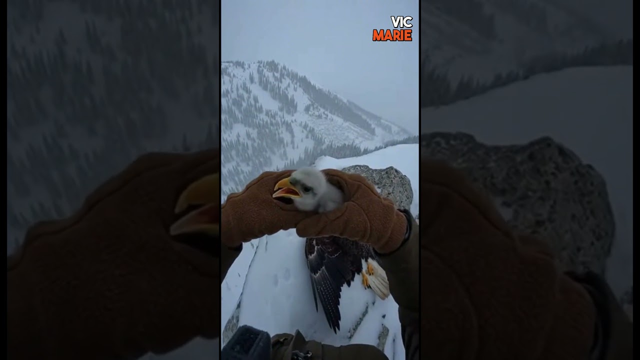 A ranger finds a living eagle chick beneath its frozen mother—heartbreaking yet hopeful rescue ❄️