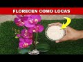 haz florecer tus Orquideas como locas  con este solo ingrediente