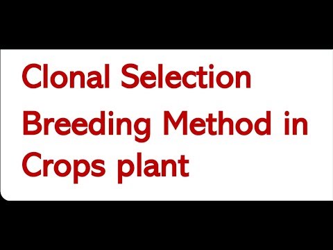 Wideo: W roślinach uprawnych używana jest selekcja klonów?