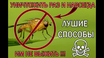 Как избавиться от мошки в домашних условиях