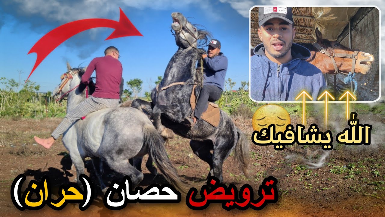أول يوم في ترويض حصان خطير . لكن تلقينا خبر مؤسف مرض أعز حصان عندي 😔
