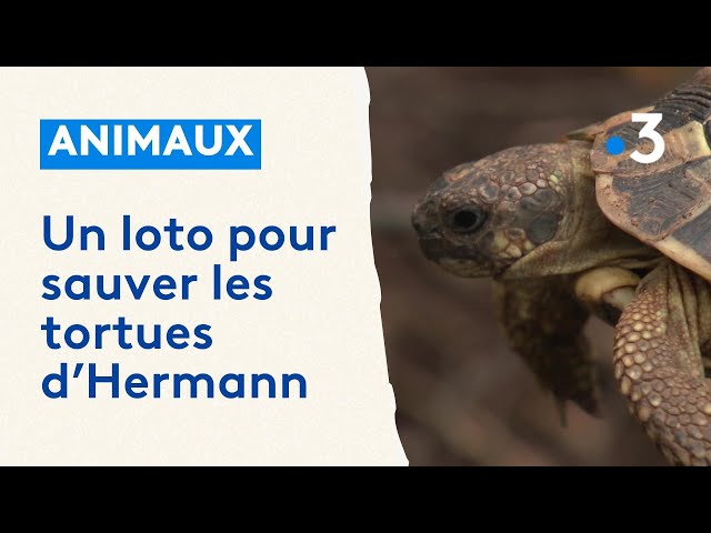 Tours : une tortue carnivore repêchée dans le Cher par les pompiers