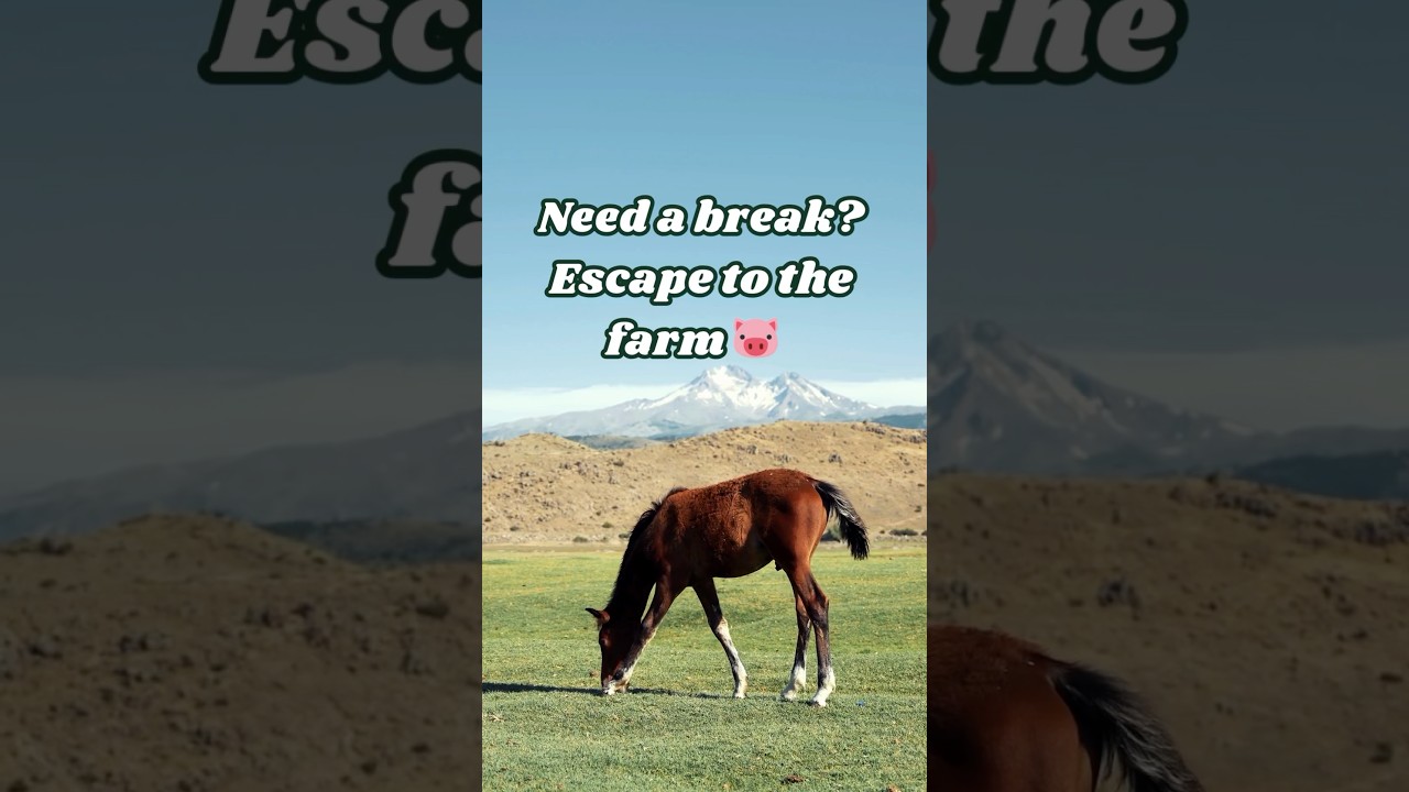 Farmhouse Bliss for Stress Relief 🐷🌾 