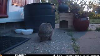 Hugo's Hedgehog Adventures 135