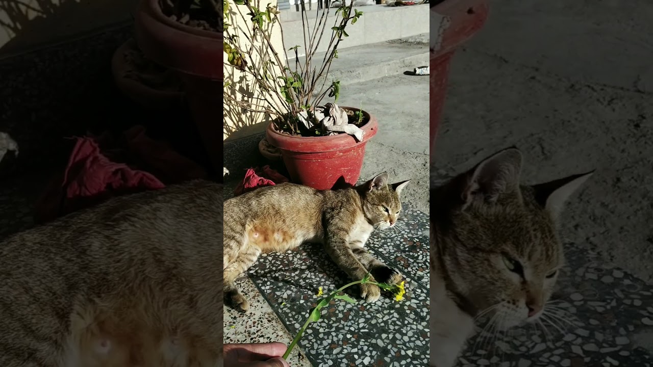 This cat can eat flowers 🐱 Cats Kittens YouTube