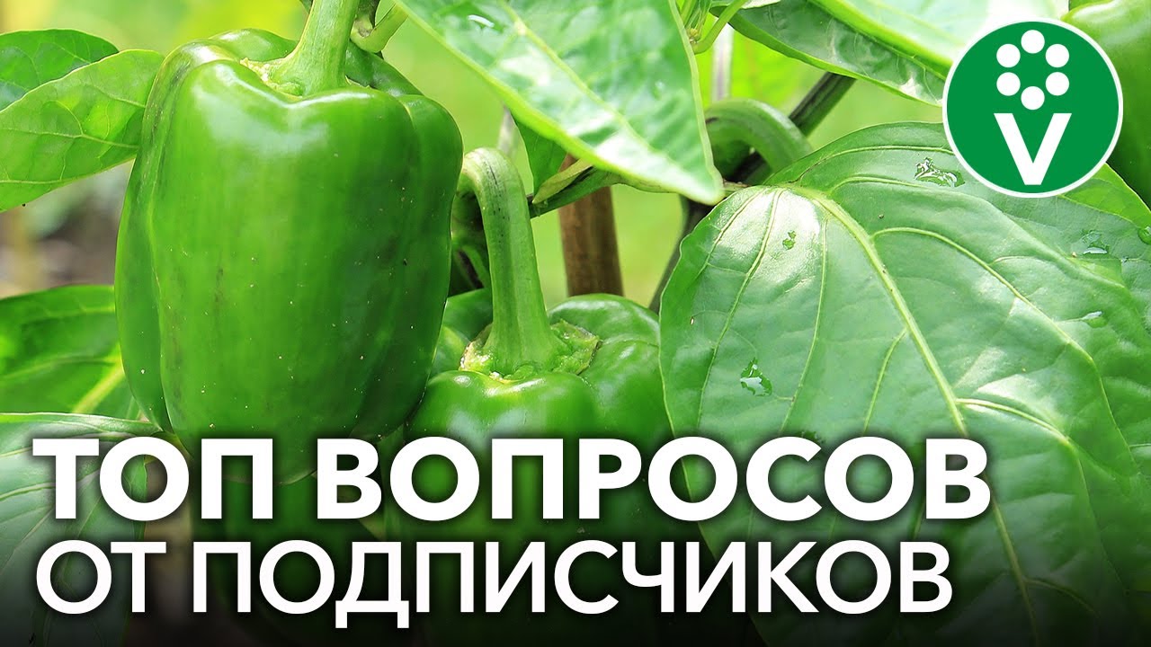 Выбор сорта перца для раннего выращивания