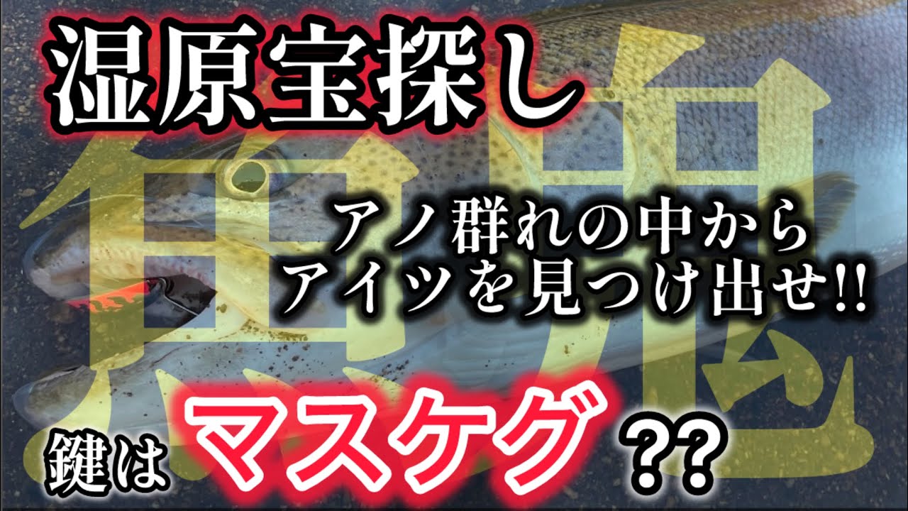 【北海道 釣り 鬼14】湿原宝探し!!アノ群れの中からアイツを探せ!!スプーンミッション!!