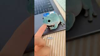 XL  Fat tree frog bites you back — but has NO teeth 🐸#animals #funny #science #shortfeed #frog