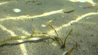Aguja Syngnathus Abaster