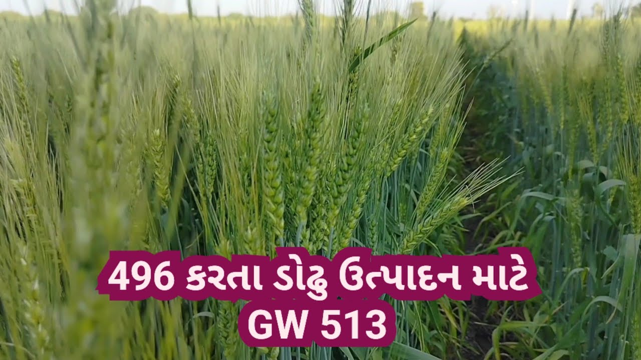 Ghav Types GW 513 gehu | GW 513 ઘઉં 75 દિવસ ના | top ghavu gw513 | ghav ni kheti ...