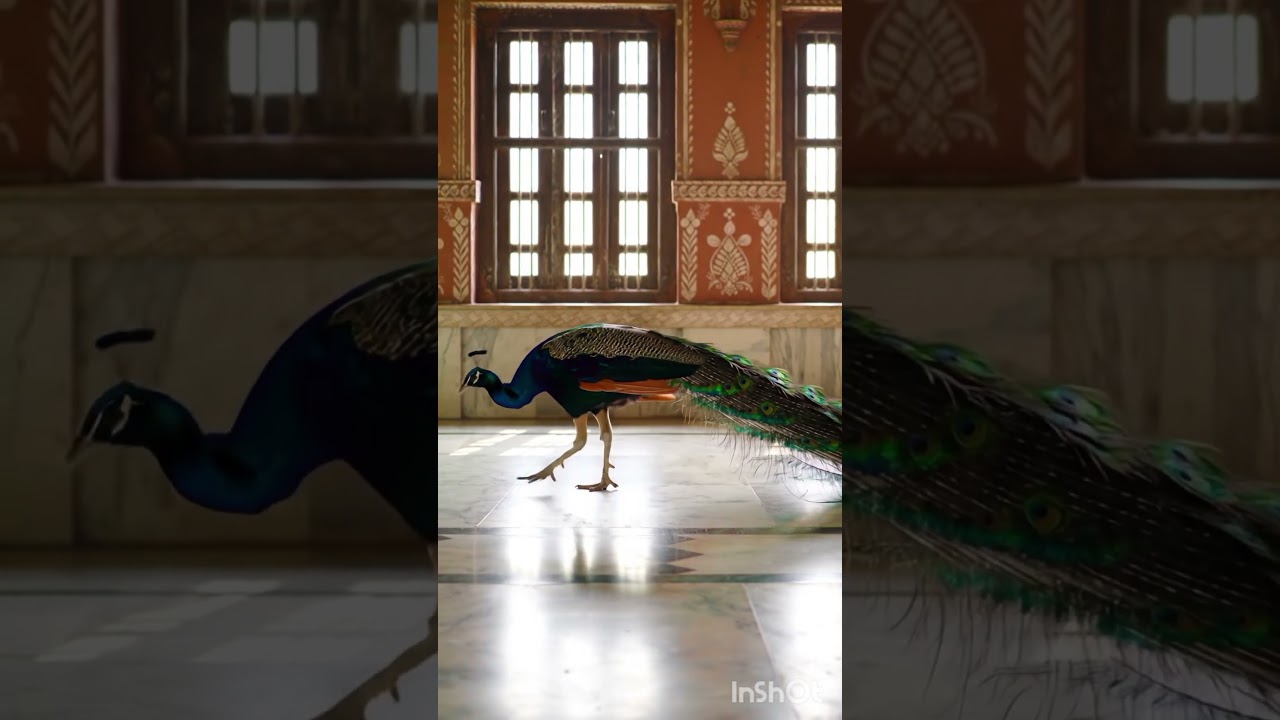 Royal Walk of a Peacock Inside the Palace 🦚 | Majestic Beauty in Motion