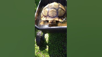 Warm water soak for Benji