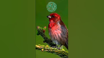 #قرأن _كريم#فلسطين #دعاء #أحداث_الساعة #مصحف_التجويد#القدس #الجزيرة #المغرب #العراق #اليمن #الجميع
