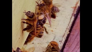 Honey Bees bring nectar and pollen to their hive.