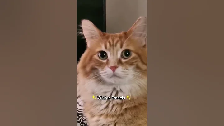 His face when I say his middle name 😂 || walter.the.catt official #cat #animals - DayDayNews