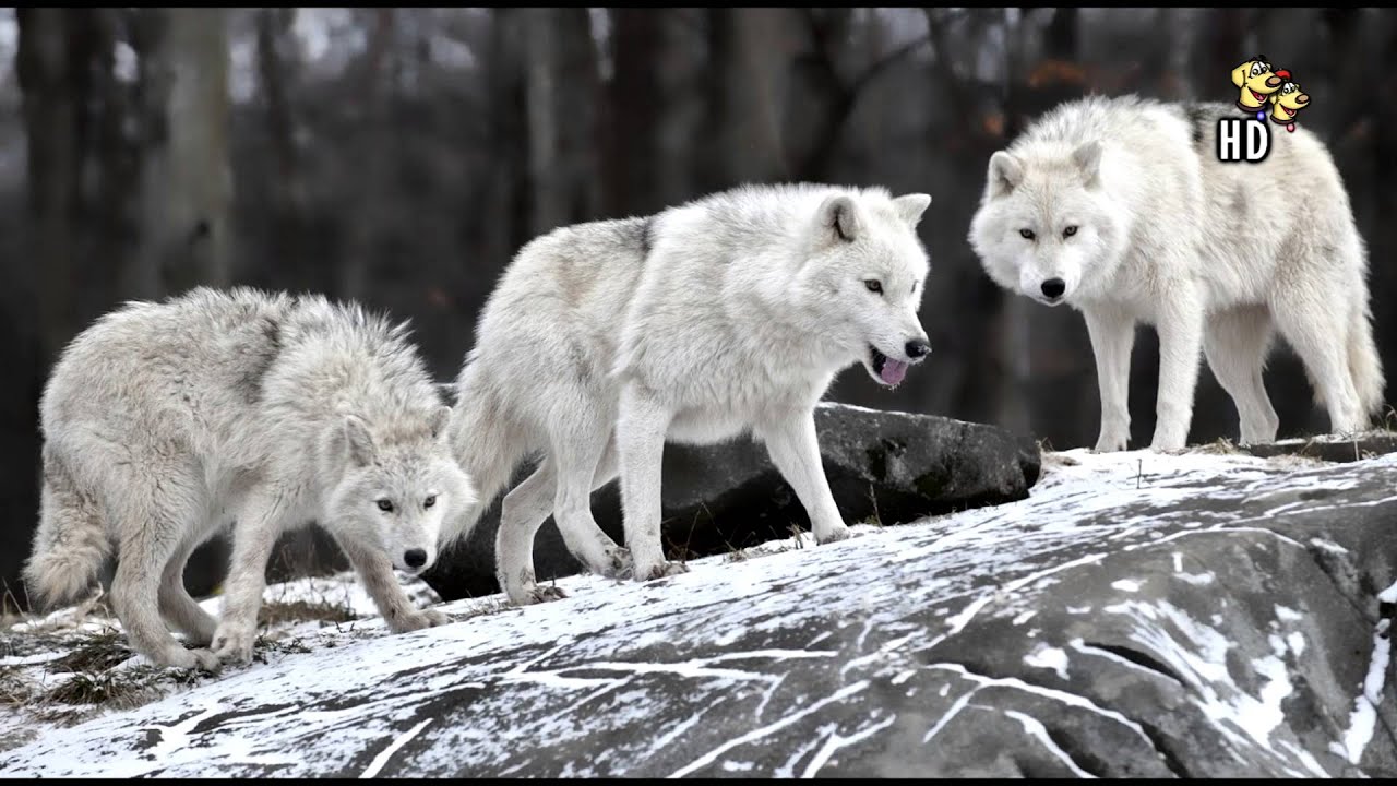🐺 El Exótico Lobo Ártico: Un Compañero que Desata la Aventura