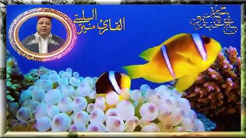 سورة الملك    -* قالون عن نافع المدني -- الشيخ منير السليتي