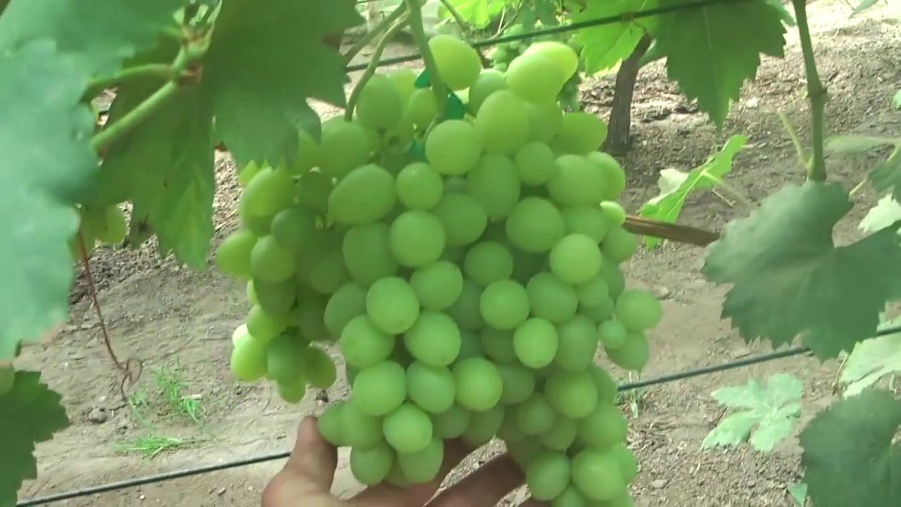 Winnica Krysa w sierpniu cz. 1