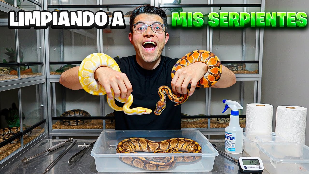 Limpie mi CRIADERO y le di una SERPIENTE a un suscriptor