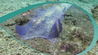 KELOMPOK 5 - PERBEDAAN CUMI-CUMI, SOTONG, DAN GURITA