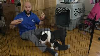 Clicker Training-Charging the clicker