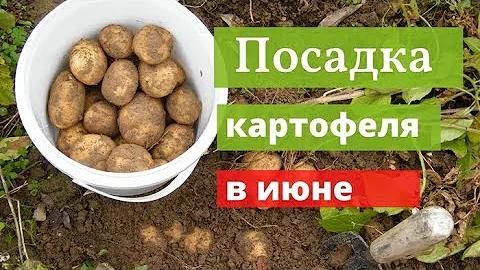 Сроки посадки картофеля в июне. Благоприятные дни, рекомендации. Сажаем картошку для хорошего урожая