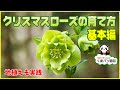 クリスマスローズの育て方・基本編【くまパン園芸】