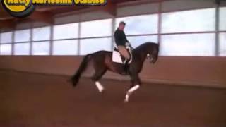 1410 8300 Darkbay, 9Yr Gelding1 70M