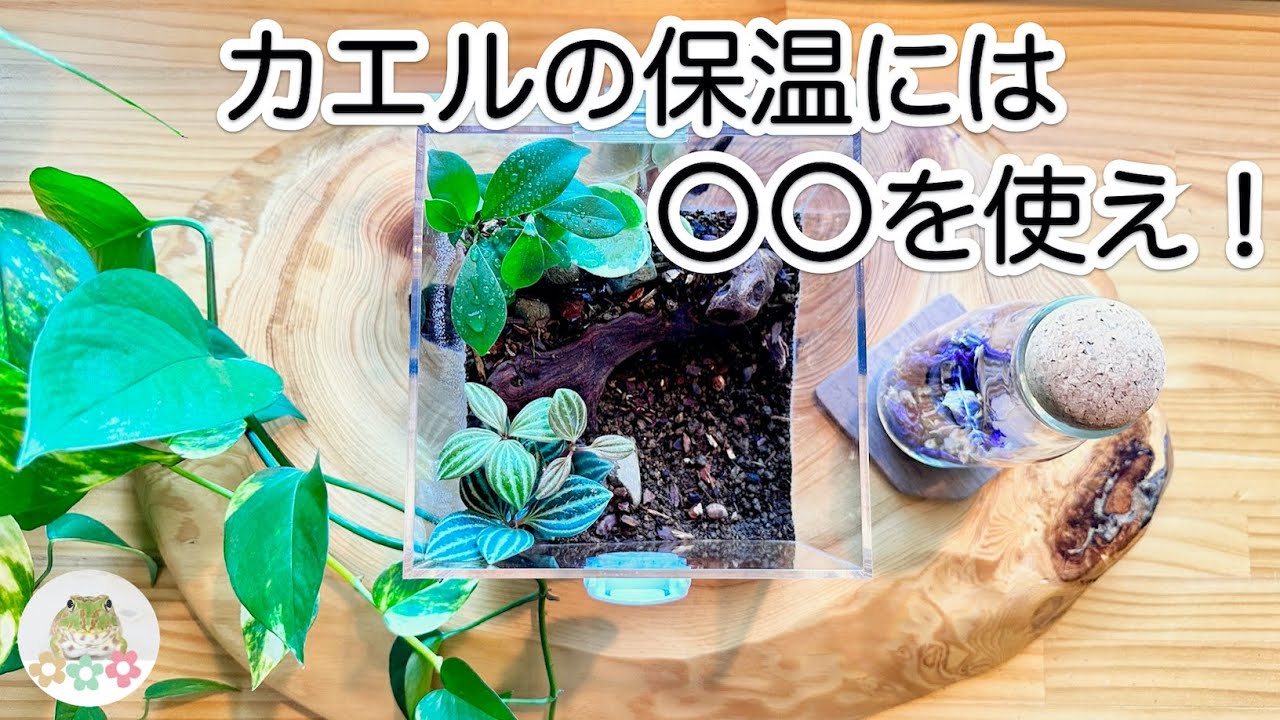 【必見】カエルの上手な飼い方紹介【カエルの保温】
