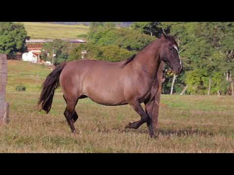 Lote 05 - Madrugada Lobuna do Cambuchim