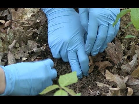 Harmony Dalgleish: Restoring the American chestnut