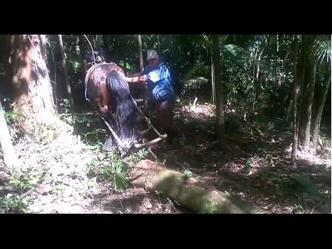 Cavalo do Mato 02 por Zé Bezerra - Loja Oca