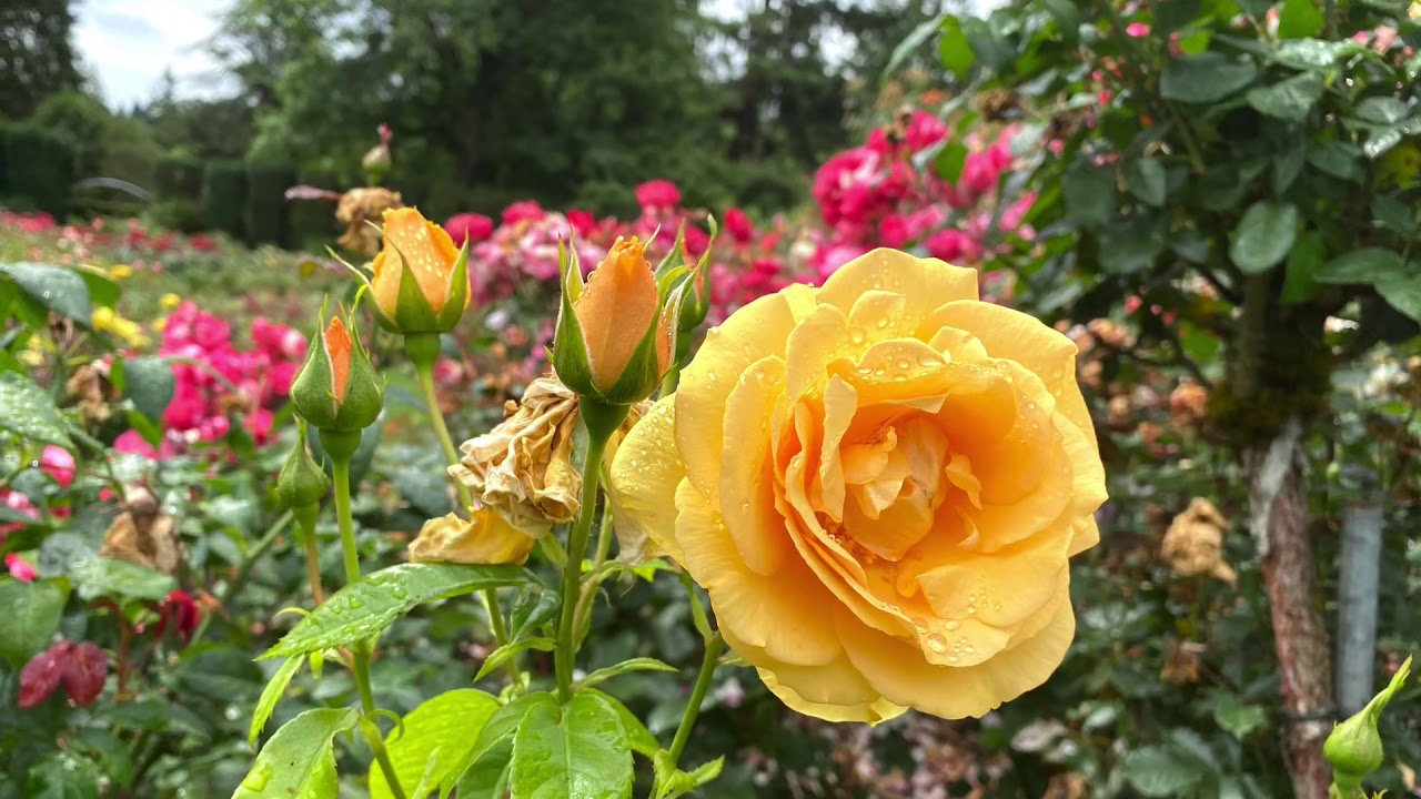 International Rose Test Garden Portland Oregon - YouTube