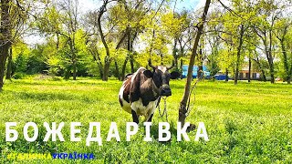 Украина изнутри: пгт. БОЖЕДАРОВКА | ЩОРСК. Україна зсередини: смт. БОЖЕДАРІВКА | ЩОРСЬК