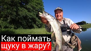 :      :       ?   Arion 702 ULS