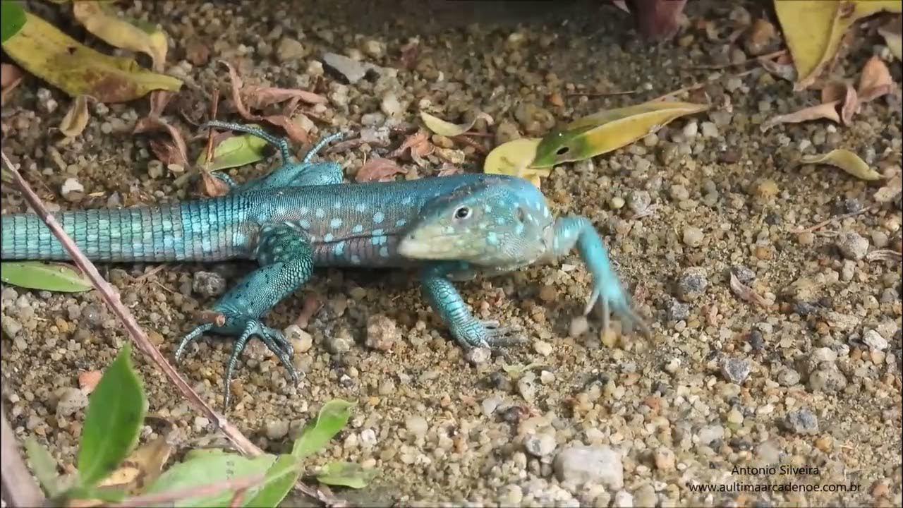 Blue lizard of Aruba (Cnemidophorus arubensis) Aruba by Antonio